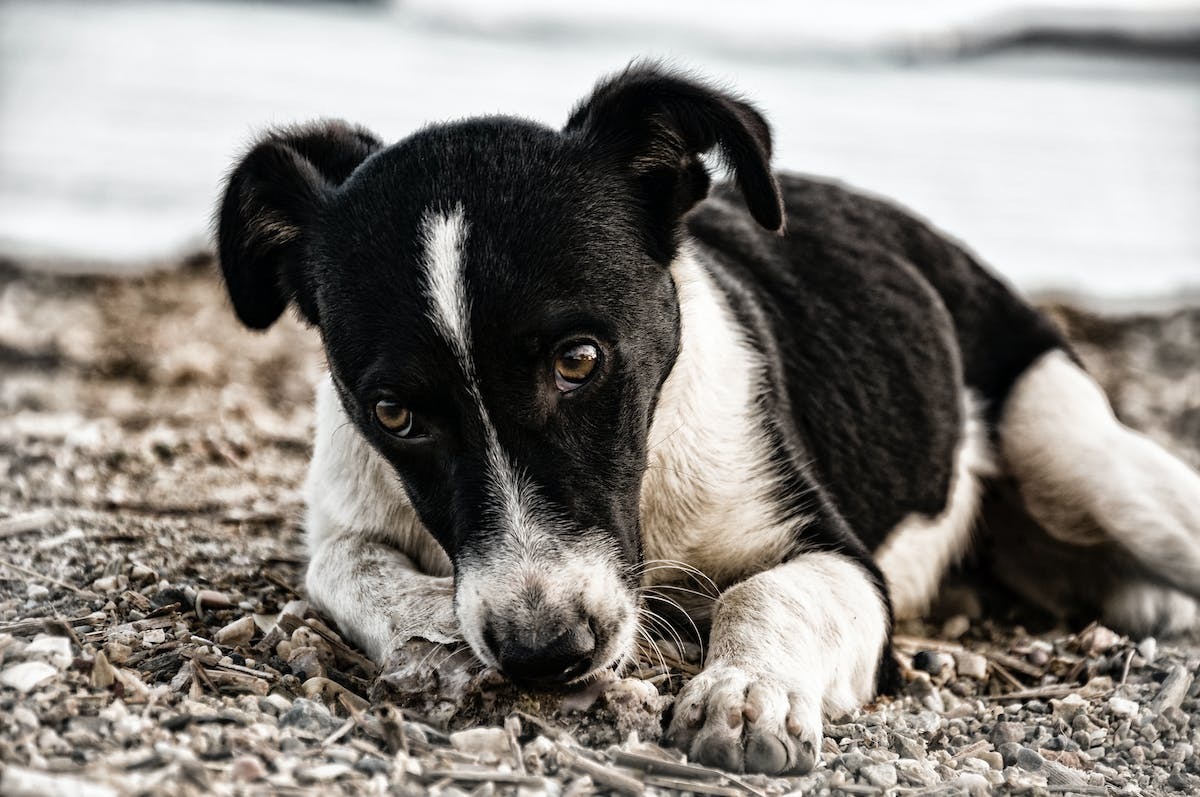 Prendre la décision de l’euthanasie pour un animal agressif : quels éléments prendre en compte ?